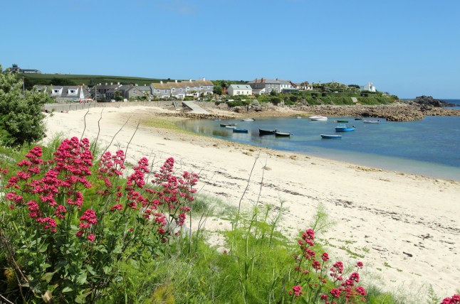 Old town beach red valerian, St. Mary's, Isles of Scilly, Cornwall UK.; Shutterstock ID 61090852; Purchase Order: -